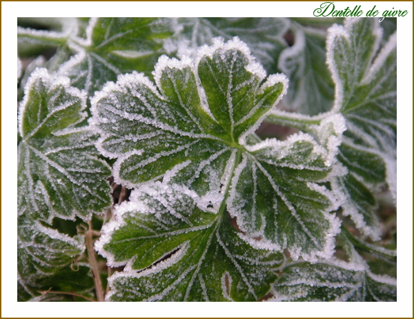 dentelle