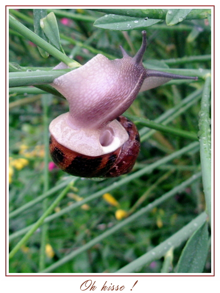 escargot