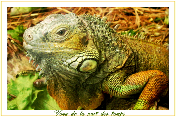 iguane